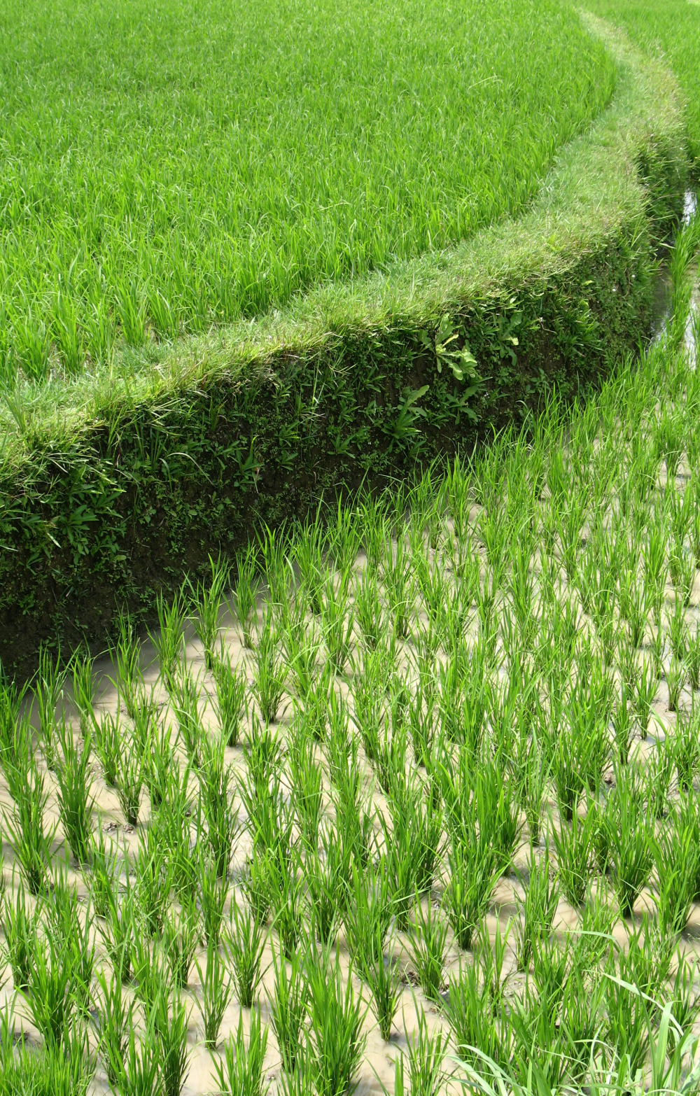 A green rice terrace in plantation