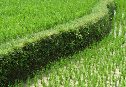 A green rice terrace in plantation